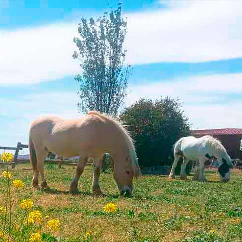 Bienestar del Caballo